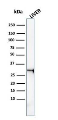 Western Blot: Prohibitin Antibody (PHB/3227) [NBP3-08336] - Western Blot Analysis of human liver tissue lysate using Prohibitin Mouse Monoclonal Antibody (PHB/3227).