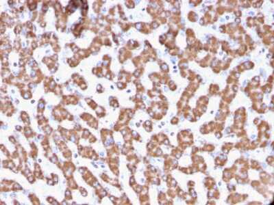Immunohistochemistry-Paraffin: Prohibitin Antibody (PHB/3229) [NBP3-07602] - Formalin-fixed, paraffin-embedded human Liver stained with Prohibitin Mouse Monoclonal Antibody (PHB/3229).