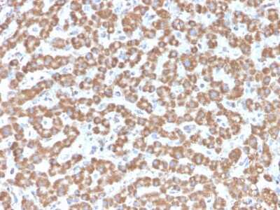 Immunohistochemistry-Paraffin: Prohibitin Antibody (PHB/3229) [NBP3-08533] - Formalin-fixed, paraffin-embedded human Liver stained with Prohibitin Mouse Monoclonal Antibody (PHB/3229).