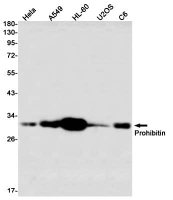 Western Blot: Prohibitin Antibody (S07-2G1) [NBP3-19909] - Western blot detection of Prohibitin in Hela, A549, HL-60, U2OS, C6 using NBP3-19909 (1:1000 diluted)