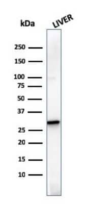 Western Blot: Prohibitin Antibody (SPM311) [NBP3-07832] - Western Blot Analysis of human liver tissue lysate using Prohibitin Mouse Monoclonal Antibody (SPM311).