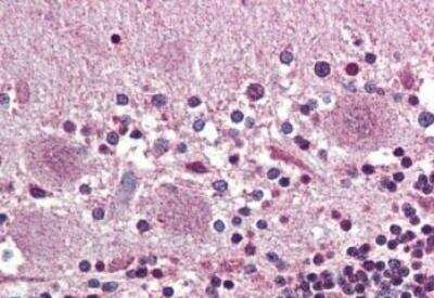 Immunohistochemistry-Paraffin: Prokineticin 2 Antibody [NBP1-44314] - Analysis of anti-PROKR2 antibody with human brain, cerebellum.