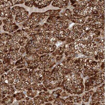 Immunohistochemistry-Paraffin: Prokineticin R1/PROKR1 Antibody [NBP1-83337] - Staining of human adrenal gland shows strong cytoplasmic positivity in glandular cells