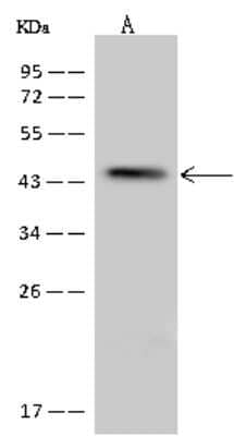 Western Blot: Prokineticin R2/PROKR2 Antibody [NBP2-97715] - Anti-Prokineticin R2/PROKR2 rabbit polyclonal antibody at 1:500 dilution. Lane A: U251MG Whole Cell Lysate Lysates/proteins at 30 ug per lane. Secondary Goat Anti-Rabbit IgG (H+L)/HRP at 1/10000 dilution. Developed using the ECL technique. Performed under reducing conditions. Predicted band size: 44 kDa. Observed band size: 44 kDa