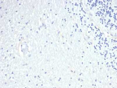 Immunohistochemistry-Paraffin: Prolactin Antibody (PRL/4908R) - Azide and BSA Free [NBP3-08249] - IHC analysis of formalin-fixed, paraffin-embedded human brain. Negative tissue control using Prolactin antibody (PRL/4908R) at 2ug/ml in PBS for 30min RT. HIER: Tris/EDTA, pH9.0, 45min. 2 : HRP-polymer, 30min. DAB, 5min.