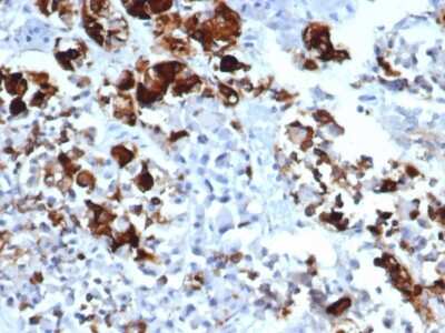 Immunohistochemistry-Paraffin: Prolactin Antibody (rPRL/4909) - Azide and BSA Free [NBP3-08245] - Formalin-fixed, paraffin-embedded human pituitary stained with Prolactin Recombinant Mouse Monoclonal Antibody (rPRL/4909).
