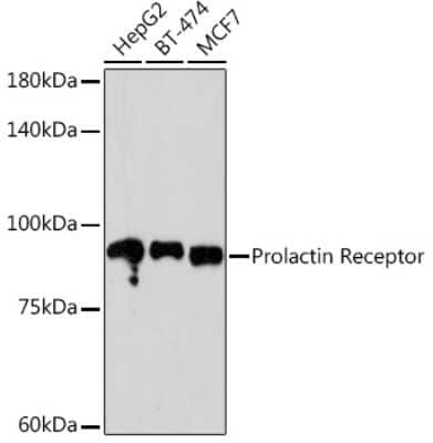 Western Blot: Prolactin R Antibody (9B10J3) [NBP3-16336] - Western blot analysis of extracts of various cell lines, using Prolactin R Rabbit mAb (NBP3-16336) at 1:500 dilution. Secondary antibody: HRP Goat Anti-Rabbit IgG (H+L) at 1:10000 dilution. Lysates/proteins: 25ug per lane. Blocking buffer: 3% nonfat dry milk in TBST. Detection: ECL Basic Kit. Exposure time: 90s.