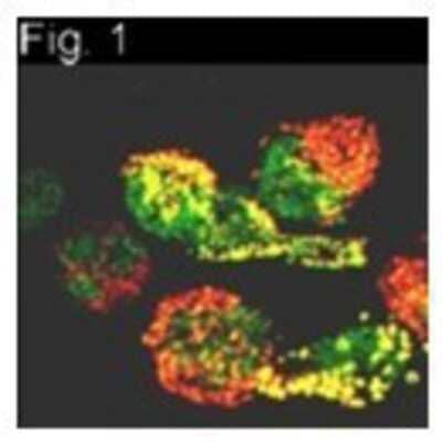 Immunohistochemistry: Prolactin R Antibody (T6) [NB300-531] - Staining of PRL receptor in NB2 cells using NB300-531.