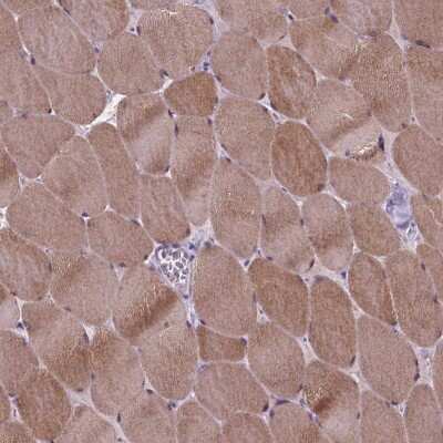Immunohistochemistry-Paraffin Proline-Rich Basic Protein 1 Antibody - BSA Free