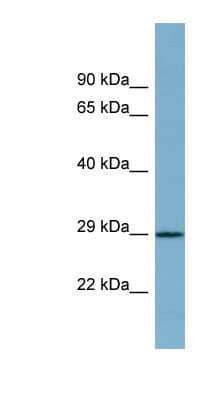 Western Blot: Proline rich 16 Antibody [NBP1-56472] - Human Small Intestine, concentration 0.2-1 ug/ml.