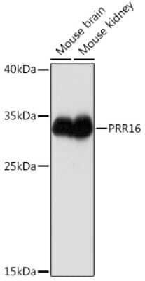 Western Blot: Proline rich 16 Antibody [NBP3-15526] - Western blot analysis of extracts of various cell lines, using Proline rich 16 Rabbit pAb (NBP3-15526) at 1:1000 dilution. Secondary antibody: HRP Goat Anti-Rabbit IgG (H+L) at 1:10000 dilution. Lysates/proteins: 25ug per lane. Blocking buffer: 3% nonfat dry milk in TBST. Detection: ECL Basic Kit. Exposure time: 1s.