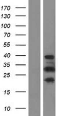 Western Blot: Proline rich 16 Overexpression Lysate (Adult Normal) [NBP2-07003] Left-Empty vector transfected control cell lysate (HEK293 cell lysate); Right -Over-expression Lysate for Proline rich 16.