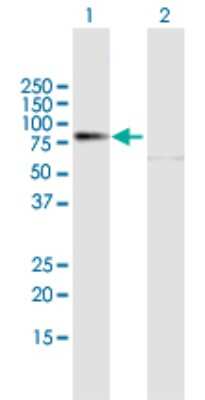 Western Blot: Prolyl Oligopeptidase/PREP Antibody [H00005550-B01P] - Analysis of PREP expression in transfected 293T cell line by PREP polyclonal antibody.  Lane 1: PREP transfected lysate(78.1 KDa). Lane 2: Non-transfected lysate.