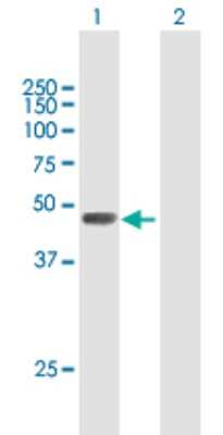 Western Blot: Properdin Antibody [H00005199-B01P] - Analysis of CFP expression in transfected 293T cell line by CFP polyclonal antibody.  Lane 1: PFC transfected lysate(51.59 KDa). Lane 2: Non-transfected lysate.