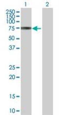 Western Blot: Proprotein Convertase 7/PCSK7 Antibody [H00009159-B01P] - analysis of PCSK7 expression in transfected 293T cell line by PCSK7 MaxPab polyclonal antibody. Lane 1: PCSK7 transfected lysate (65.01 KDa). Lane 2: Non-transfected lysate.