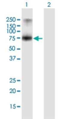 Western Blot Proprotein Convertase 7/PCSK7 Antibody