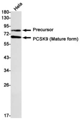 Western Blot: Proprotein Convertase 9/PCSK9 Antibody (S09-4F7) [NBP3-20047] - Western blot detection of Proprotein Convertase 9/PCSK9 in Hela cell lysates using NBP3-20047 (1:1000 diluted). Predicted band size: 74kDa. Observed band size: 65, 80kDa.