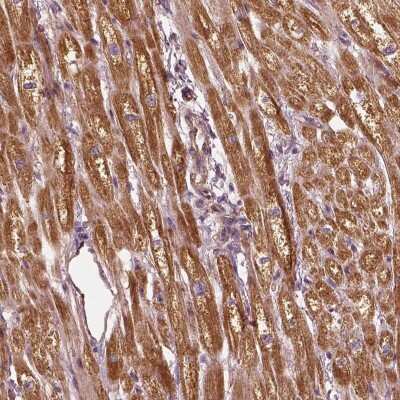 Immunohistochemistry-Paraffin: Prostaglandin E Synthase 2/PTGES2 Antibody [NBP2-58108] - Staining of human heart muscle shows strong cytoplasmic positivity in myocytes.