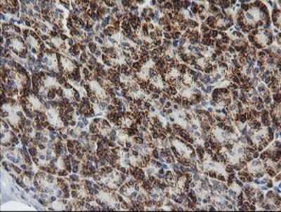 Immunohistochemistry: Prostaglandin E Synthase 2/PTGES2 Antibody (OTI2C3) [NBP2-45904] - Analysis of Human pancreas tissue.