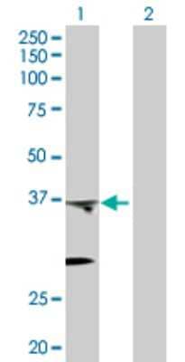Western Blot: Prostaglandin E Synthase 2/PTGES2 Antibody [H00080142-D01P] - Analysis of PTGES2 expression in transfected 293T cell line by PTGES2 polyclonal antibody.Lane 1: PTGES2 transfected lysate(41.90 KDa).Lane 2: Non-transfected lysate.