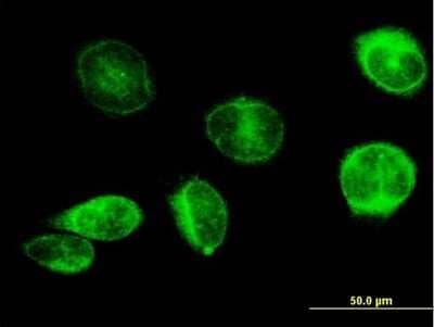 Immunocytochemistry/Immunofluorescence: Prostaglandin E Synthase Antibody [H00009536-B01P] - Analysis of purified antibody to PTGES on HeLa cell. (antibody concentration 10 ug/ml)