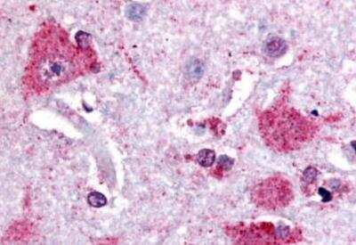Immunohistochemistry: Prostaglandin E Synthase Antibody [NB110-39057] - Immunohistochemical analysis of brain, cortex.