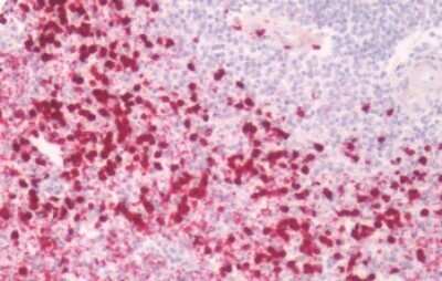 Immunohistochemistry-Paraffin: Prostaglandin E Synthase Antibody [NB110-39057] - Human Spleen: Formalin-Fixed, Paraffin-Embedded (FFPE)