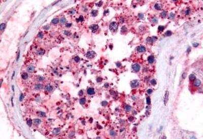 Immunohistochemistry-Paraffin: Prostaglandin E Synthase Antibody [NB110-39057] - Anti-Prostaglandin E Synthase antibody IHC staining of human testis. Immunohistochemistry of formalin-fixed, paraffin-embedded tissue after heat-induced antigen retrieval.