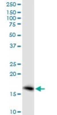 Western Blot: Prostaglandin E Synthase Antibody [H00009536-B01P] - Analysis of PTGES expression in HeLa.
