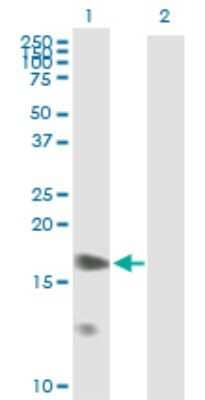 Western Blot: Prostaglandin E Synthase Antibody [H00009536-B01P] - Analysis of PTGES expression in transfected 293T cell line by PTGES polyclonal antibody.  Lane 1: PTGES transfected lysate(16.72 KDa). Lane 2: Non-transfected lysate.