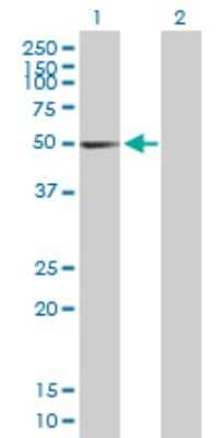 Western Blot: Prostaglandin I2 Synthase Antibody [H00005740-B01P] - Analysis of PTGIS expression in transfected 293T cell line by PTGIS polyclonal antibody.  Lane1:PTGIS transfected lysate(55 KDa). Lane2:Non-transfected lysate.