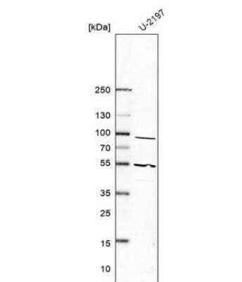 Western Blot: Prostaglandin I2 Synthase Antibody [NBP1-85359] - Analysis in human cell line U-2197.