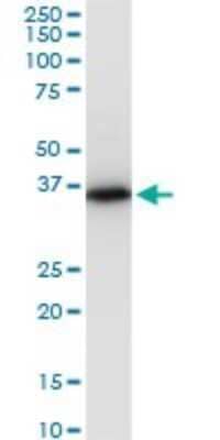 Western Blot: Prostasin/Prss8 Antibody (3C4) [H00005652-M11A] - Analysis of PRSS8 expression in HepG2.