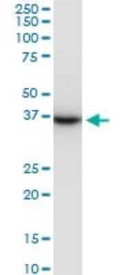 Western Blot: Prostasin/Prss8 Antibody (3C4) [H00005652-M11A] - Analysis of PRSS8 expression in Raw 264.7.