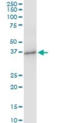 Western Blot: Prostasin/Prss8 Antibody (3C4) [H00005652-M11A] - Analysis of PRSS8 expression in NIH/3T3.