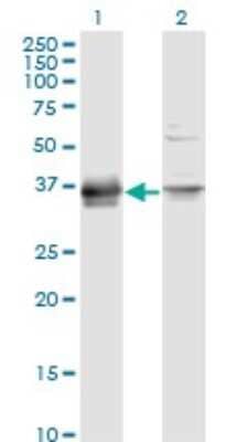 Western Blot: Prostasin/Prss8 Antibody (3C4) [H00005652-M11A] - Analysis of PRSS8 expression in transfected 293T cell line by PRSS8 monoclonal antibody (M11A), clone 3C4. Lane 1: PRSS8 transfected lysate (Predicted MW: 36.4 KDa). Lane 2: Non-transfected lysate.