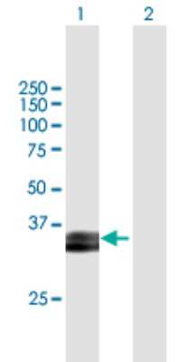 Western Blot: Prostasin/Prss8 Antibody [H00005652-B01P] - Analysis of PRSS8 expression in transfected 293T cell line by PRSS8 polyclonal antibody.  Lane 1: PRSS8 transfected lysate(37.73 KDa). Lane 2: Non-transfected lysate.