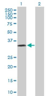 Western Blot: Prostasin/Prss8 Antibody [H00005652-D01P] - Analysis of PRSS8 expression in transfected 293T cell line by PRSS8 polyclonal antibody.Lane 1: PRSS8 transfected lysate(36.40 KDa).Lane 2: Non-transfected lysate.