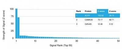 Protein Array: Prostatic Acid Phosphatase/ACPP Antibody (rACPP/1338) - Azide and BSA Free [NBP2-75777] - Analysis of Protein Array containing >19,000 full-length human proteins using Prostatic Acid Phosphatase/ACPP Antibody (rACPP/1338) Z- and S- Score: The Z-score represents the strength of a signal that a monoclonal antibody (Monoclonal Antibody) (in combi
