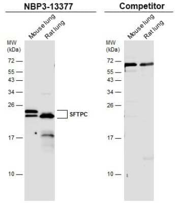 Western Blot: Prosurfactant Protein C Antibody [NBP3-13377] - Various tissue extracts (50 ug) were separated by 15% SDS-PAGE, and the membranes were blotted with Prosurfactant Protein C antibody (NBP3-13377) diluted at 1:1000 and competitor's antibody diluted at 1:100. The HRP-conjugated anti-rabbit IgG antibody (NBP2-19301) was used to detect the primary antibody.