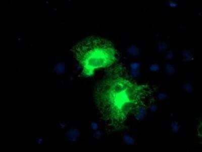 Immunocytochemistry/Immunofluorescence: Proteasome 19S 10B Antibody (1G6) [NBP2-00990] - Staining of COS7 cells transiently transfected by pCMV6-ENTRY Proteasome 19S 10B.