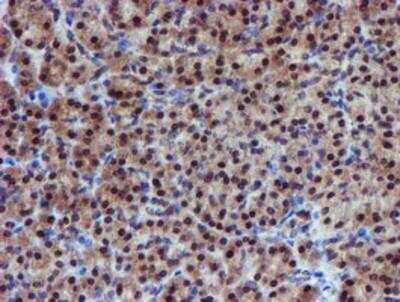 Immunohistochemistry-Paraffin: Proteasome 19S 10B Antibody (1G6) [NBP2-00990] - Staining of paraffin-embedded Human pancreas tissue using anti-Proteasome 19S 10B mouse monoclonal antibody.