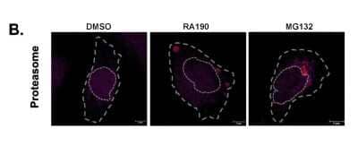 Immunocytochemistry/Immunofluorescence: Proteasome 19S 10B Antibody [NB100-1483] - HepG2 cells were treated with DMSO, 2uM RA190 for or 25uM MG132 for 30min. The cells were fixed, permeabilized and stained for proteasome. Image collected and cropped by CiteAb from the following publication (//pubmed.ncbi.nlm.nih.gov/32375699/) licensed under a CC-BY license.