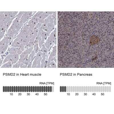 Immunohistochemistry-Paraffin: Proteasome 19S 10B Antibody [NBP3-17019] - Analysis in human heart muscle and pancreas tissues using Anti-PSMD2 antibody. Corresponding PSMD2 RNA-seq data are presented for the same tissues.