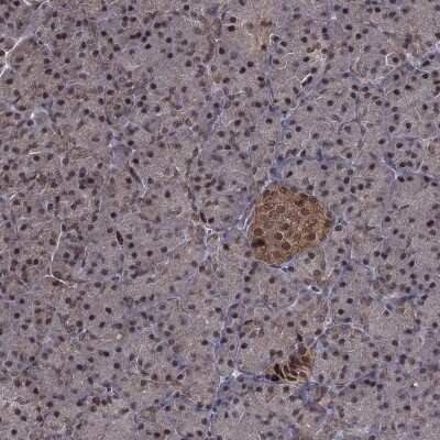 Immunohistochemistry-Paraffin: Proteasome 19S 10B Antibody [NBP3-17019] - Staining of human pancreas shows low expression as expected.