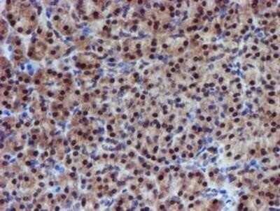 Immunohistochemistry: Proteasome 19S 10B Antibody (OTI1G6) - Azide and BSA Free [NBP2-73627] - Staining of paraffin-embedded Human pancreas tissue using anti-Proteasome 19S 10B mouse monoclonal antibody.