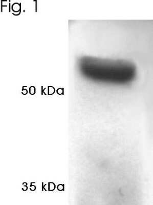 Western Blot: Proteasome 19S S4 Antibody [NB120-3317] - Analysis of proteasome 19S subunit S4 on HeLa cell lysate.