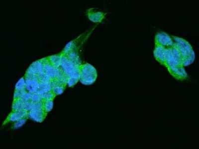 Immunocytochemistry/Immunofluorescence: Proteasome 19S S7 Antibody [NBP2-97271] - Immunofluorescence staining of Proteasome 19S S7 in HEK293 cells. Cells were fixed with 4% PFA, permeabilzed with 0.1% Triton X-100 in PBS, blocked with 10% serum, and incubated with rabbit anti-Human Proteasome 19S S7 polyclonal antibody (dilution ratio 1:200) at 4C overnight. Then cells were stained with the Alexa Fluor(R)488-conjugated Goat Anti-rabbit IgG secondary antibody (green) and counterstained with DAPI (blue).Positive staining was localized to Cytoplasm.