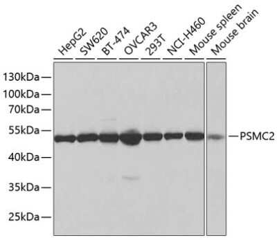 Western Blot: Proteasome 19S S7 Antibody [NBP2-93681] - Analysis of extracts of various cell lines, using Proteasome 19S S7 at 1:1000 dilution. Secondary antibody: HRP Goat Anti-Rabbit IgG (H+L) at 1:10000 dilution. Lysates/proteins: 25ug per lane. Blocking buffer: 3% nonfat dry milk in TBST. Detection: ECL Basic Kit . Exposure time: 3s.