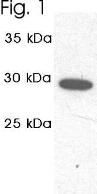 Western Blot: Proteasome 20S C2 Antibody [NB300-624] - Analysis of CHO cell extract.